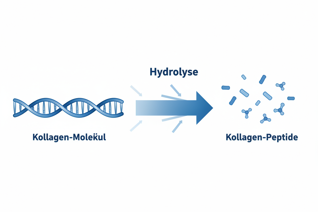 Kollagen Hydrolysat: Alles was du wissen musst