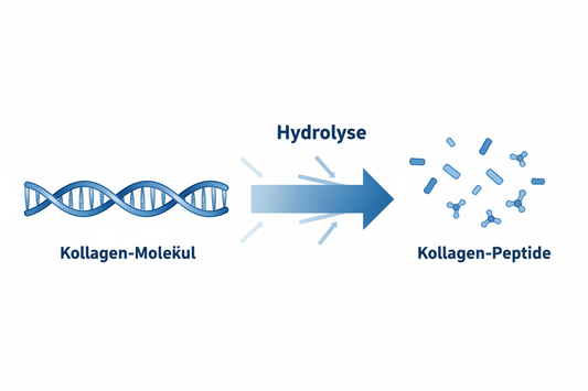 Kollagen Hydrolysat: Alles was du wissen musst